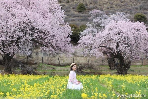 桃花節(jié)去西藏報旅游團(tuán)多少錢