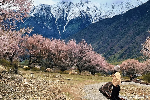 北京到西藏報團多少錢